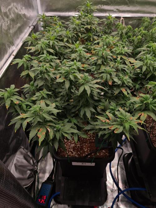 White Widow - Green House Seed Co.. Week 12 - 8-9 #1