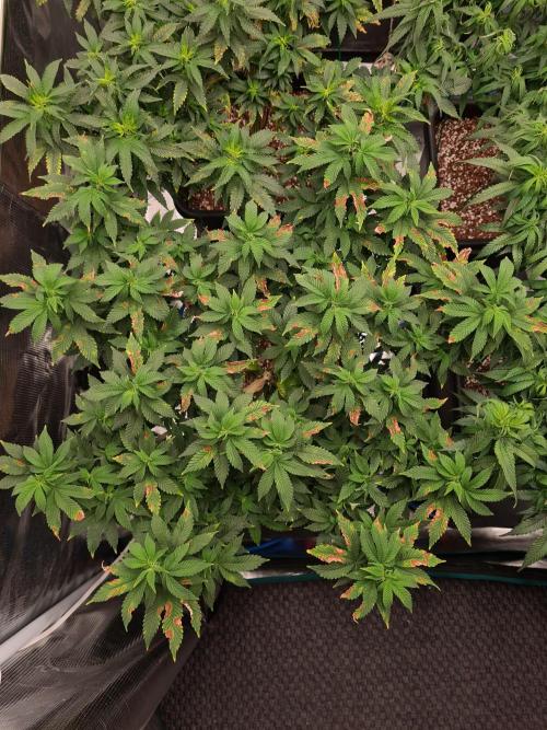 White Widow - Green House Seed Co.. Week 12 - 8-9 #1