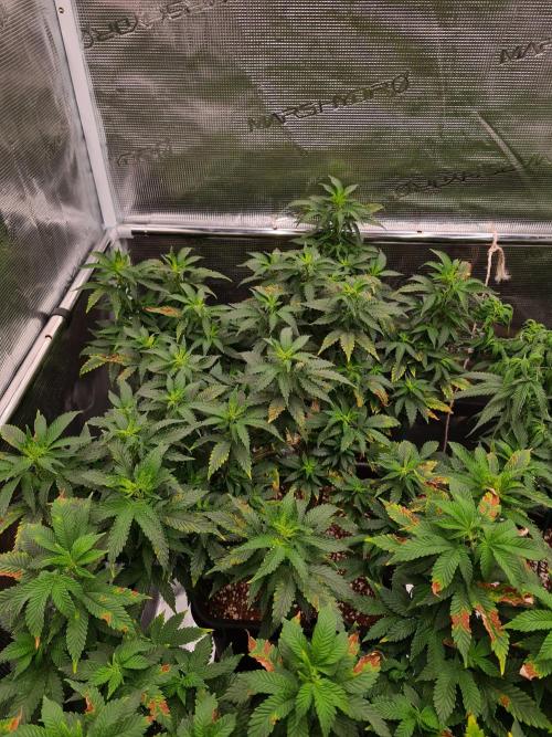 White Widow - Green House Seed Co.. Week 12 - 8-9 #2