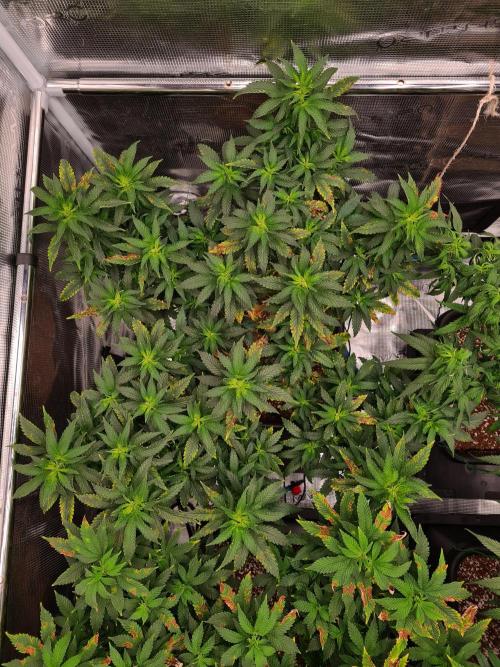 White Widow - Green House Seed Co.. Week 12 - 8-9 #2