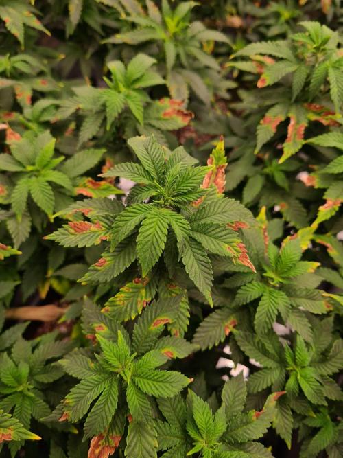 White Widow - Green House Seed Co.. Week 12 - 8-9 #1 Problems