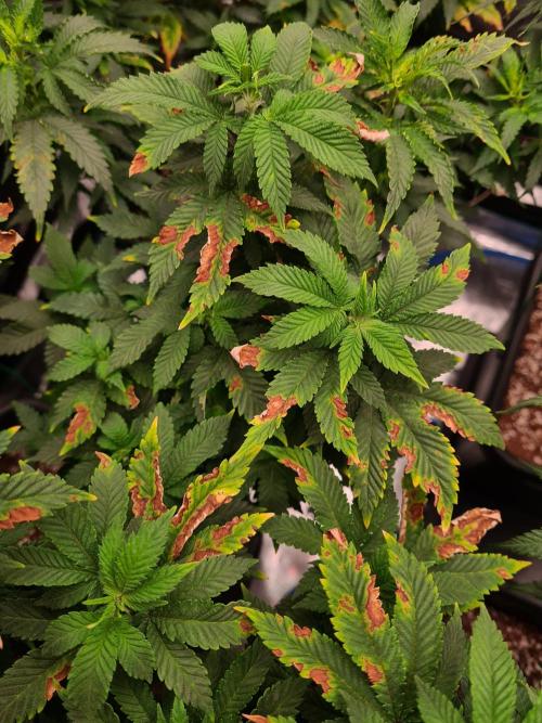 White Widow - Green House Seed Co.. Week 12 - 8-9 #1 Problems