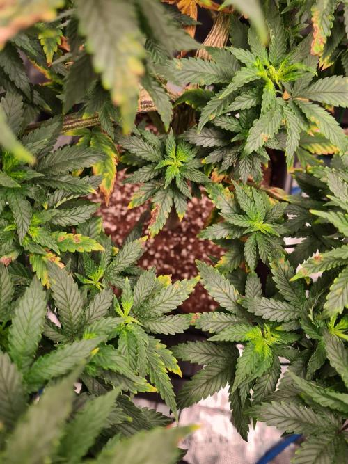White Widow - Green House Seed Co.. Week 12 - 8-9 #2 Problems