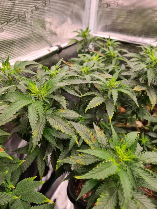 White Widow - Green House Seed Co.. Week 12 - 8-9 #2 Problems