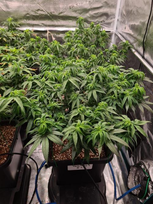 Haze Berry - Royal Queen Seeds. Week 13 - 10-9 #1