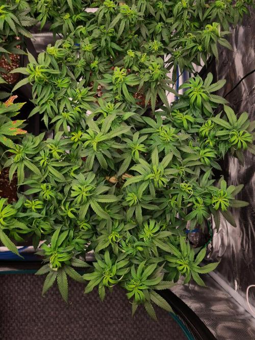 Haze Berry - Royal Queen Seeds. Week 13 - 10-9 #1