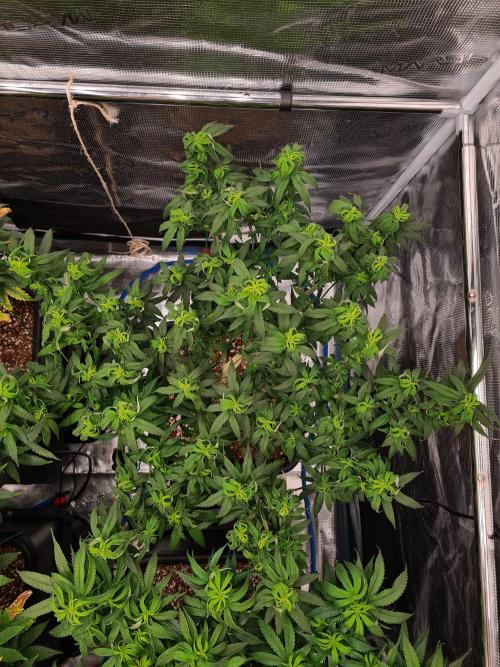 Haze Berry - Royal Queen Seeds. Week 13 - 10-9 #2