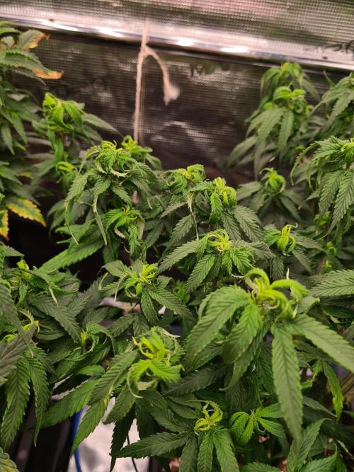 Haze Berry - Royal Queen Seeds. Week 13 - 10-9 #2 Problems