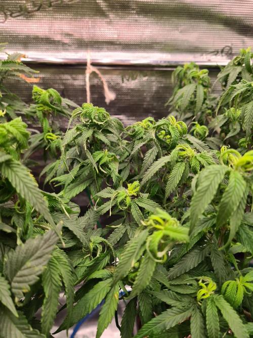 Haze Berry - Royal Queen Seeds. Week 13 - 10-9 #2 Problems