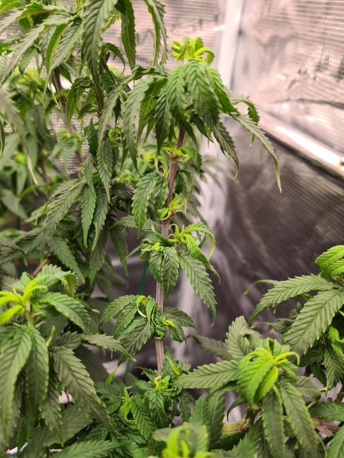 Haze Berry - Royal Queen Seeds. Week 13 - 10-9 #2 Problems