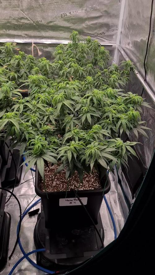 Haze Berry - Royal Queen Seeds