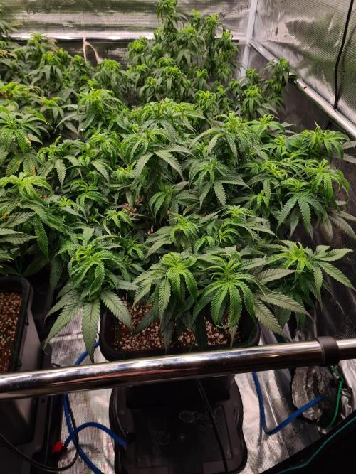 Haze Berry - Royal Queen Seeds. Week 13 - 13-9 #1