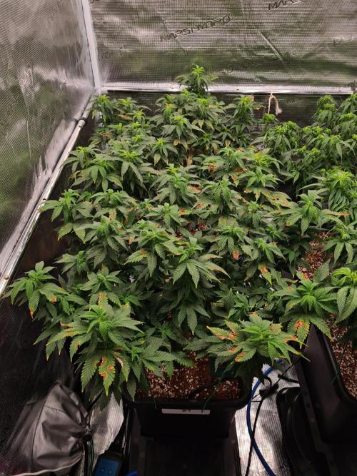 White Widow - Green House Seed Co.. Week 13 - 10-9 #1