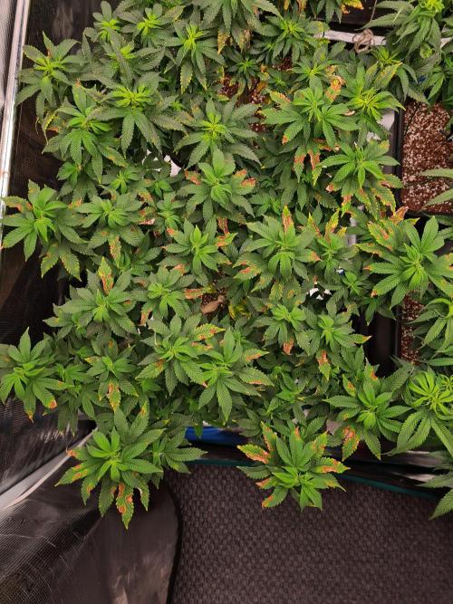 White Widow - Green House Seed Co.. Week 13 - 10-9 #1