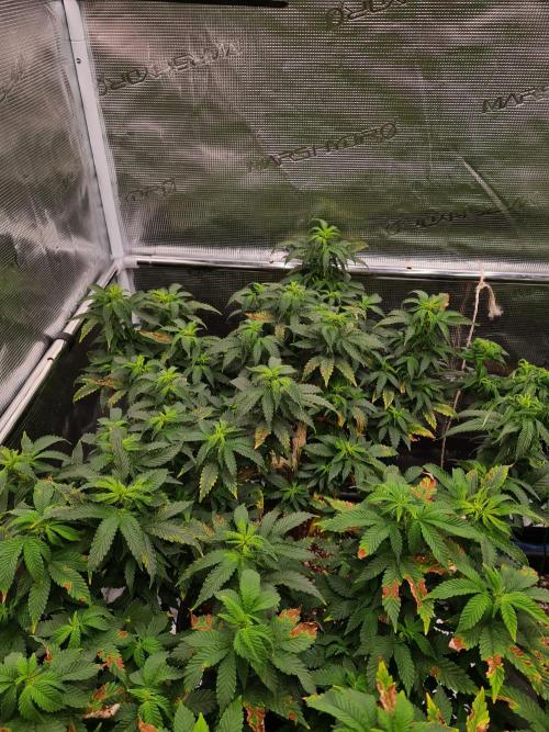 White Widow - Green House Seed Co.. Week 13 - 10-9 #2