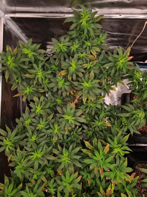 White Widow - Green House Seed Co.. Week 13 - 10-9 #2