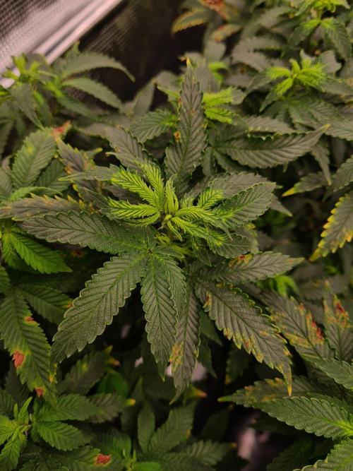 White Widow - Green House Seed Co.. Week 13 - 10-9 #2 Problems