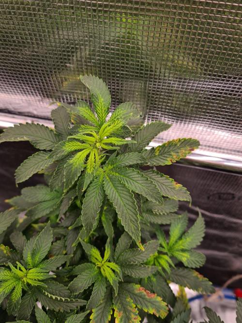 White Widow - Green House Seed Co.. Week 13 - 10-9 #2 Problems