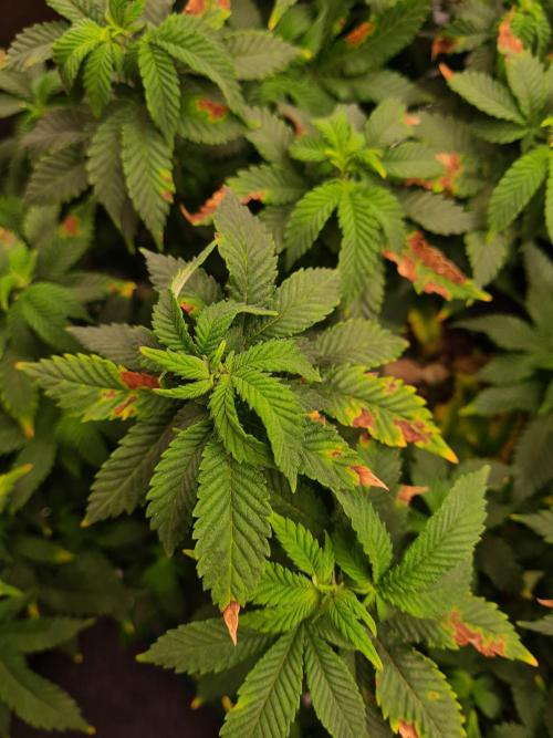 White Widow - Green House Seed Co.. Week 13 - 10-9 #1 Problems