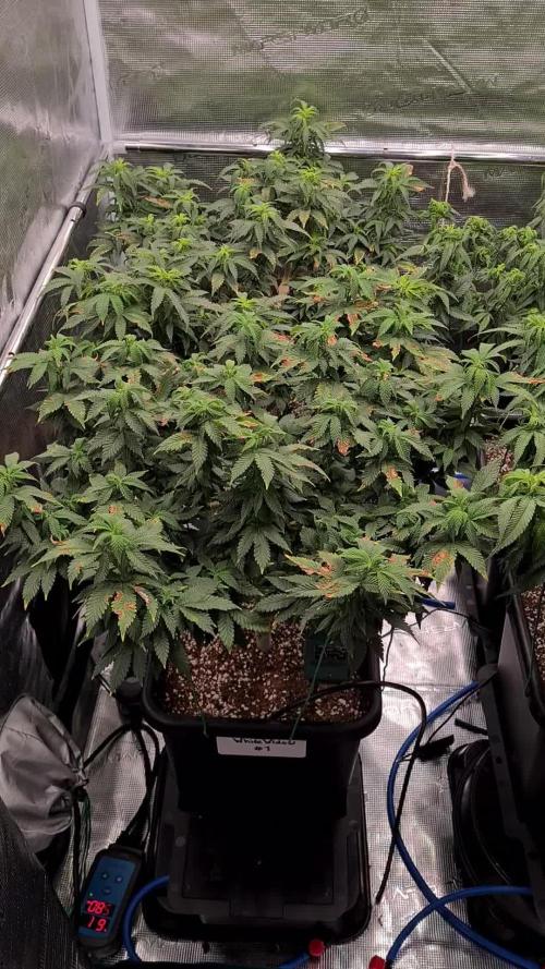 White Widow - Green House Seed Co.