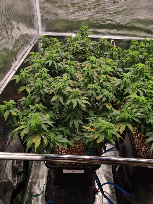 White Widow - Green House Seed Co.. Week 13 - 13-9 #1