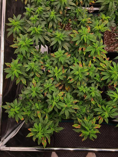 White Widow - Green House Seed Co.. Week 13 - 13-9 #1