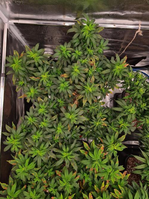 White Widow - Green House Seed Co.. Week 13 - 13-9 #2