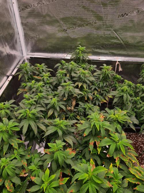 White Widow - Green House Seed Co.. Week 13 - 13-9 #2