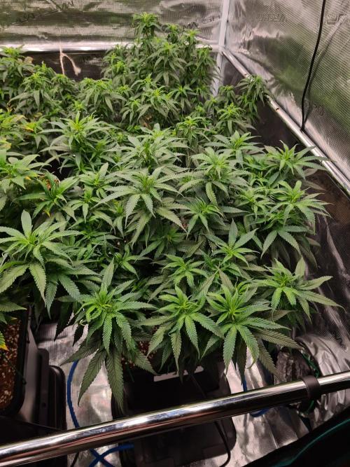 Haze Berry - Royal Queen Seeds. Week 14 - 17-9 #1