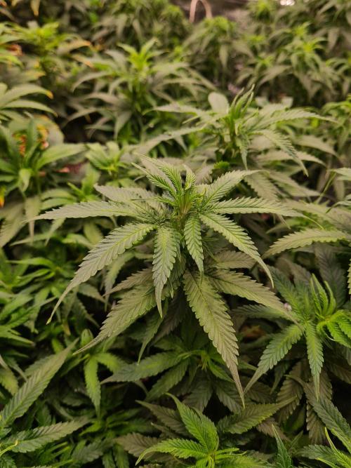 Haze Berry - Royal Queen Seeds. Week 14 - 17-9 #1