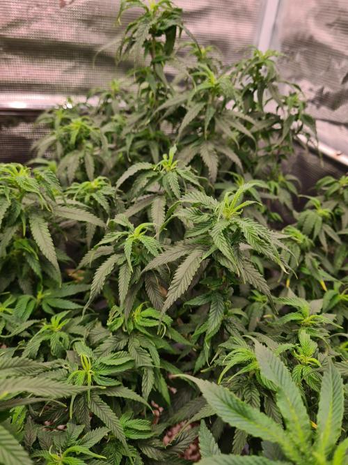 Haze Berry - Royal Queen Seeds. Week 14 - 17-9 #2