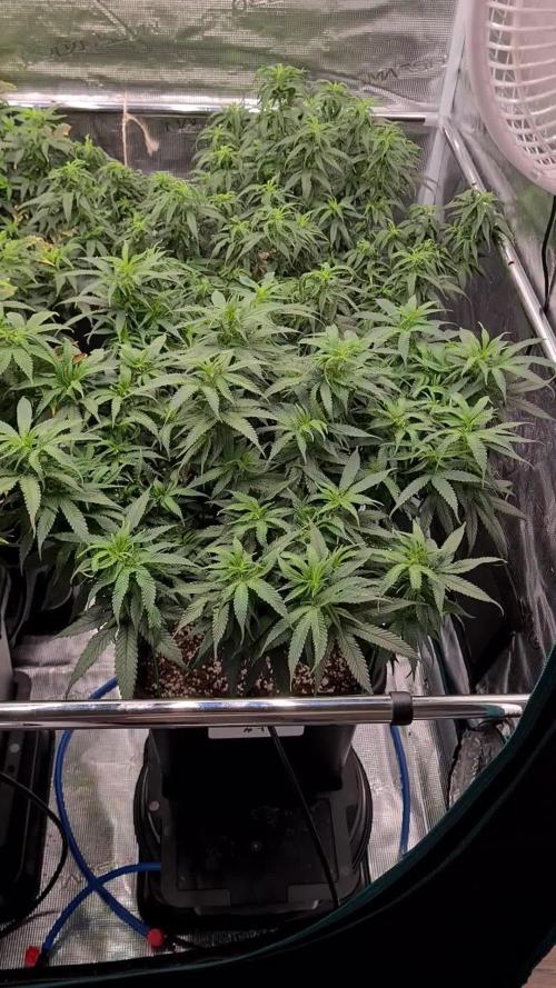 Haze Berry - Royal Queen Seeds