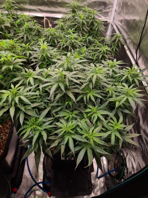 Haze Berry - Royal Queen Seeds. Week 14 - 21-9 #1