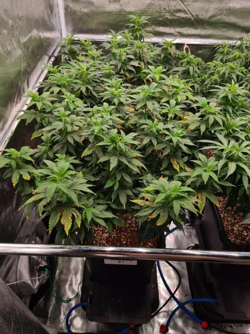 White Widow - Green House Seed Co.. Week 14 - 17-9 #1