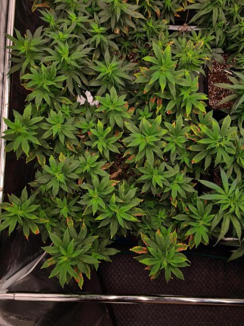 White Widow - Green House Seed Co.. Week 14 - 17-9 #1