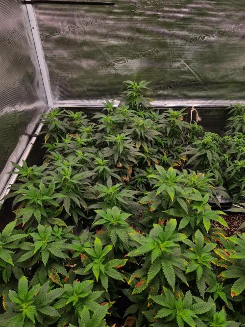 White Widow - Green House Seed Co.. Week 14 - 17-9 #2