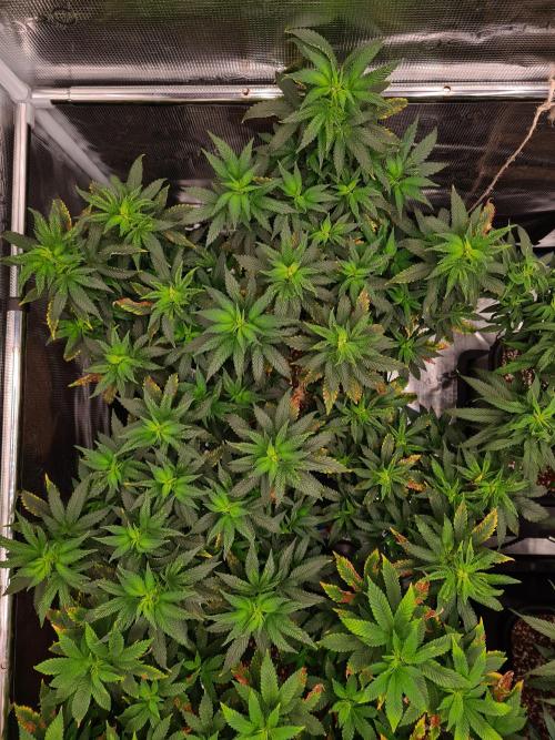 White Widow - Green House Seed Co.. Week 14 - 17-9 #2