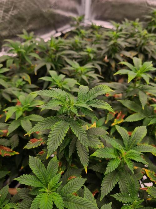 White Widow - Green House Seed Co.. Week 14 - 17-9 #1 Leaves