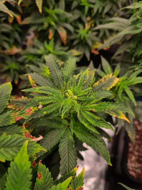 White Widow - Green House Seed Co.. Week 14 - 17-9 #2 Leaves