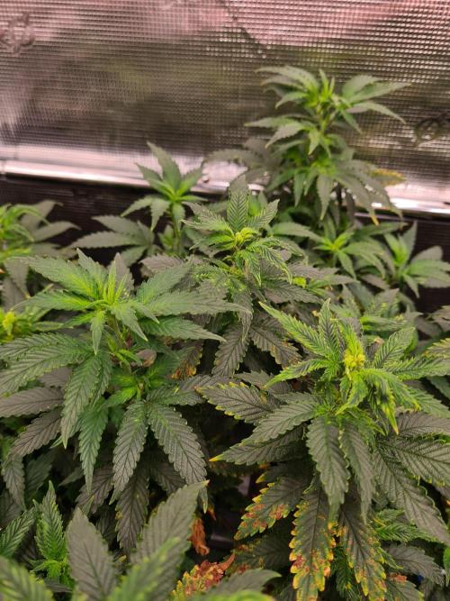 White Widow - Green House Seed Co.. Week 14 - 17-9 #2 Leaves