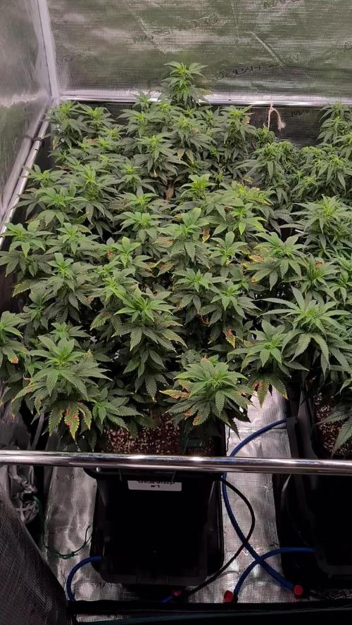 White Widow - Green House Seed Co.