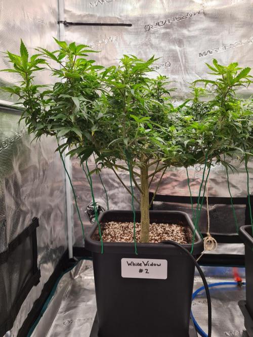 White Widow - Green House Seed Co.. Week 14 - 21-9 #2