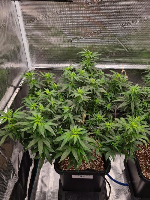 White Widow - Green House Seed Co.. Week 14 - 21-9 #2