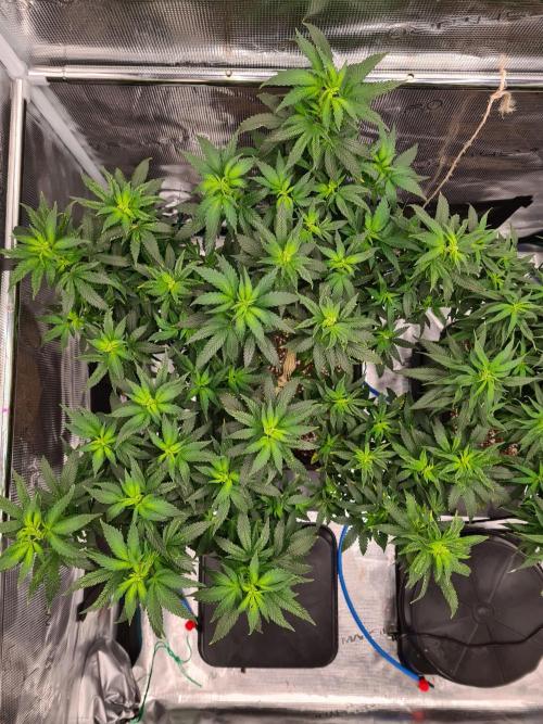 White Widow - Green House Seed Co.. Week 14 - 21-9 #2