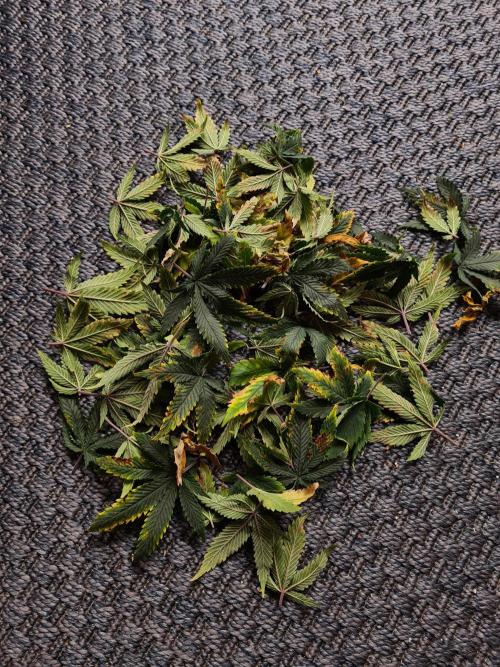 White Widow - Green House Seed Co.. Week 14 - 21-9 #2 Leaves removed