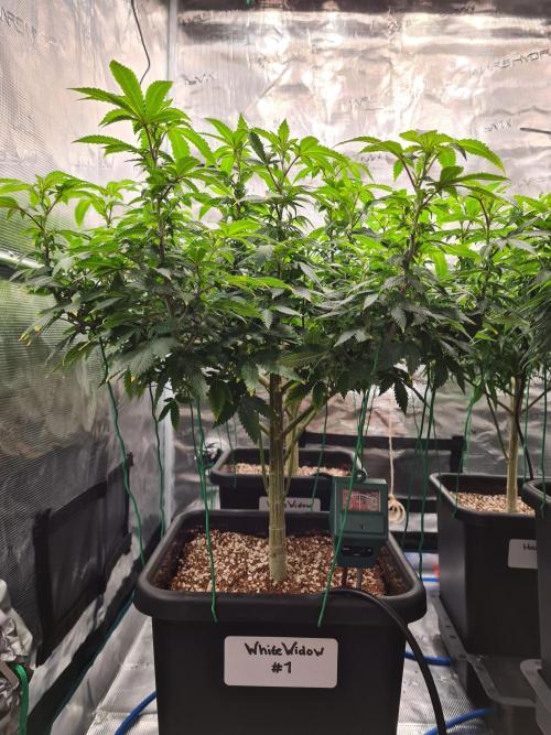 White Widow - Green House Seed Co.. Week 14 - 21-9 #1