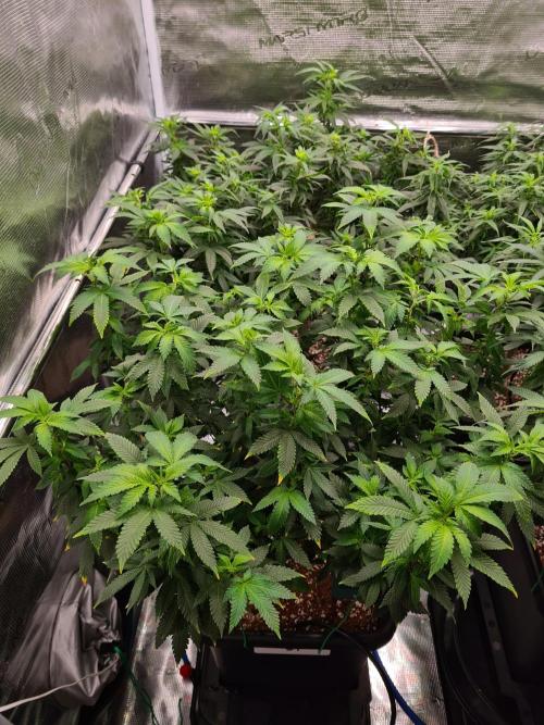 White Widow - Green House Seed Co.. Week 14 - 21-9 #1