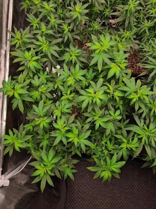 White Widow - Green House Seed Co.. Week 14 - 21-9 #1