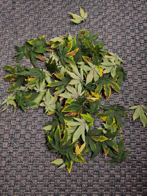 White Widow - Green House Seed Co.. Week 14 - 21-9 #1 Leaves removed