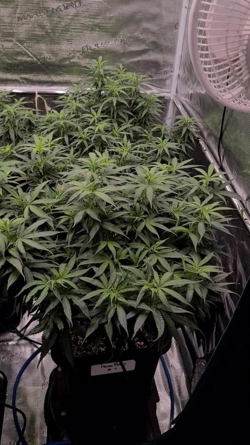 Haze Berry - Royal Queen Seeds